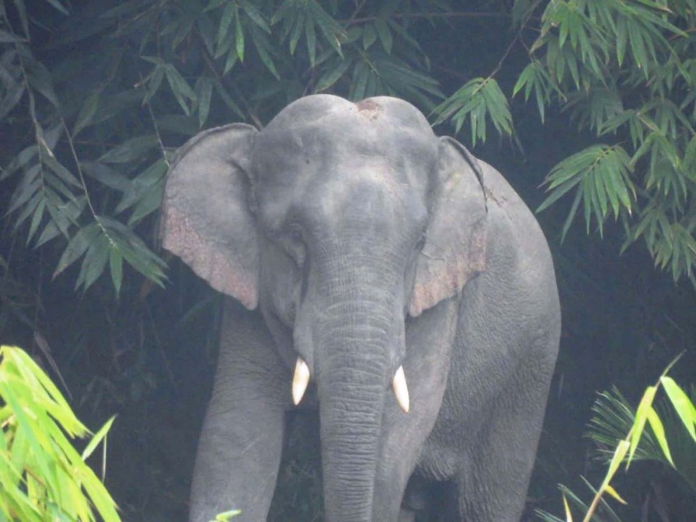 An elephant documented in an undisclosed location within Wokha district. (Photo Courtesy: Rishi Basumatary)